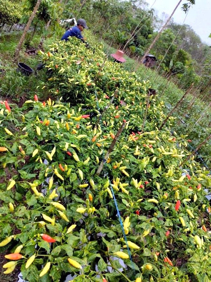 Kebun cabai